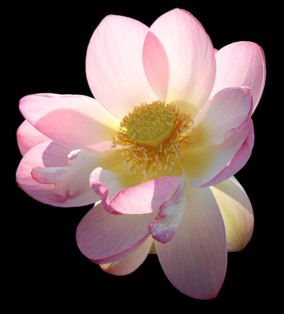 Fleur-Lac Majeur-12 (193)-B